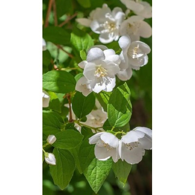 Pianta di Philadelphus 'Virginal' in Vaso 19 cm