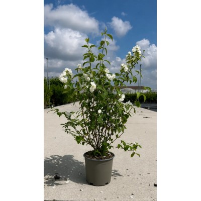 Pianta di Philadelphus Virginal in Vaso 19 cm | Il Punto Verde Shop
