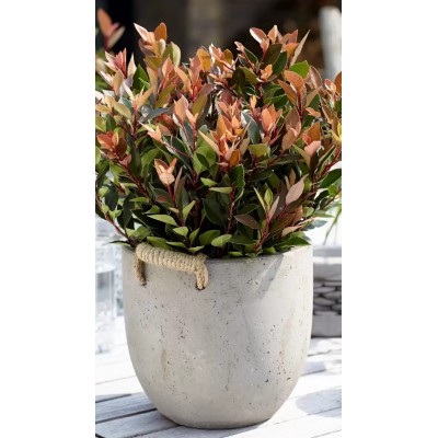 Photinia Chico Vaso 19 – Photinia Nana Ornamentale per Siepi e Vasi