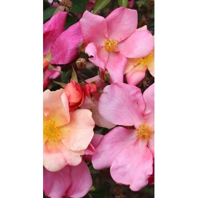 Pianta di Rosa Chinensis 'Mutabilis' in Vaso 19 cm