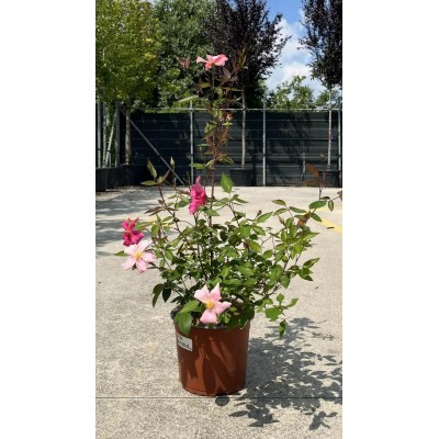 Pianta di Rosa Chinensis Mutabilis in Vaso 19 cm | Il Punto Verde Shop