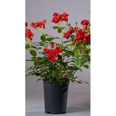 Pianta di Rosa Kordes 'Black Forest Rose' in Vaso 19 cm