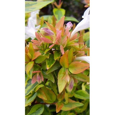 Pianta di Abelia Kaleidoscope Vaso 19 cm | Il Punto Verde Shop