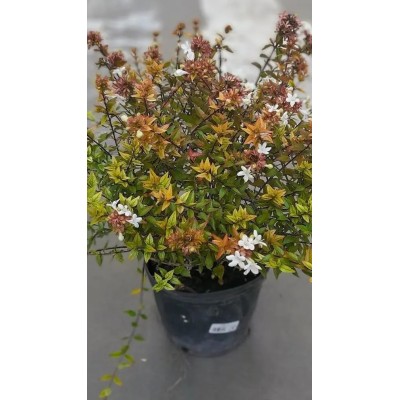 Pianta di Abelia Compacta in Vaso 19 cm | Il Punto Verde Shop
