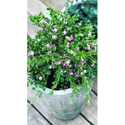 Pianta di Boronia Crenulata Vaso 19 cm | Il Punto Verde Shop