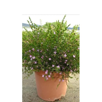 Pianta di Boronia Crenulata Vaso 19 cm | Il Punto Verde Shop