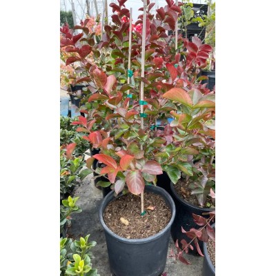 Lagerstroemia Dynamite Rossa Vaso 19 cm | Il Punto Verde Shop
