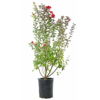 Lagerstroemia Dynamite Rossa Vaso 19 cm | Il Punto Verde Shop
