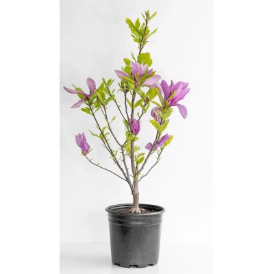 Magnolia Stellata Susan Vaso 19 cm | Il Punto Verde Shop