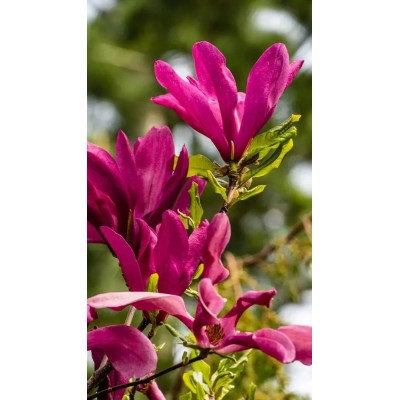 Magnolia Stellata Susan Vaso 19 cm | Il Punto Verde Shop