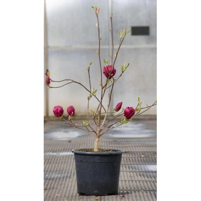 Magnolia Genie Vaso 19 cm | Il Punto Verde Shop