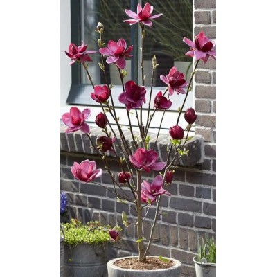 Magnolia Genie Vaso 19 cm | Il Punto Verde Shop