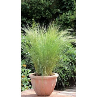 Stipa tenuissima Capelli d'Angelo Vaso 19 cm | Il Punto Verde Shop