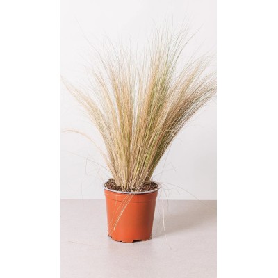 Stipa tenuissima Capelli d'Angelo Vaso 19 cm | Il Punto Verde Shop