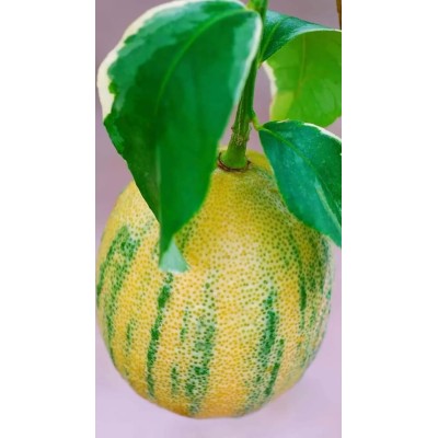 Pianta di Limone Variegato a Polpa Rosa in Vaso da 15 cm