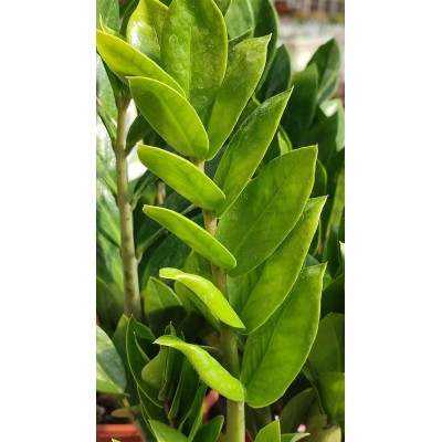 Zamioculcas Zenzi Vaso 14 cm | Il Punto Verde Shop