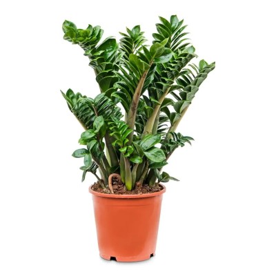 Zamioculcas Zenzi Vaso 14 cm | Il Punto Verde Shop