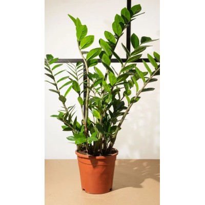 Zamioculcas Zenzi Vaso 14 cm | Il Punto Verde Shop