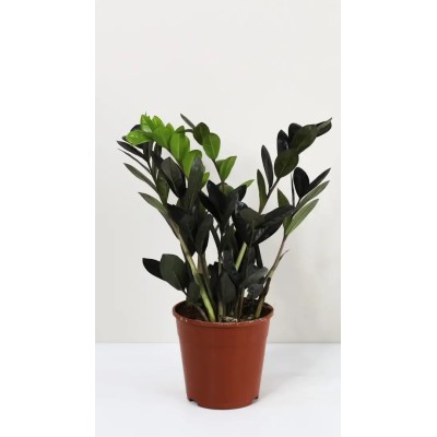 Zamioculcas Raven Vaso 14 cm | Il Punto Verde Shop