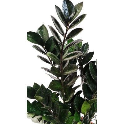 Zamioculcas Raven Vaso 14 cm | Il Punto Verde Shop