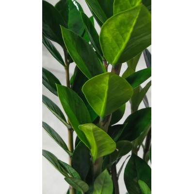 Zamioculcas Midori Vaso 19 cm | Il Punto Verde Shop