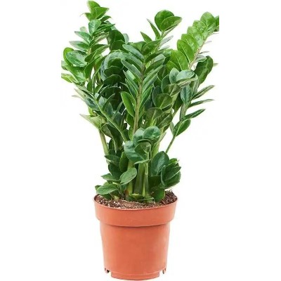 Zamioculcas Midori Vaso 19 cm | Il Punto Verde Shop