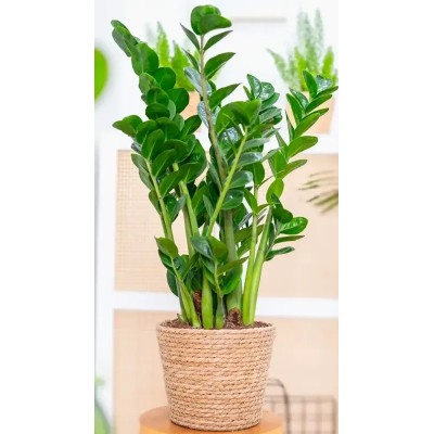 Zamioculcas Midori Vaso 19 cm | Il Punto Verde Shop