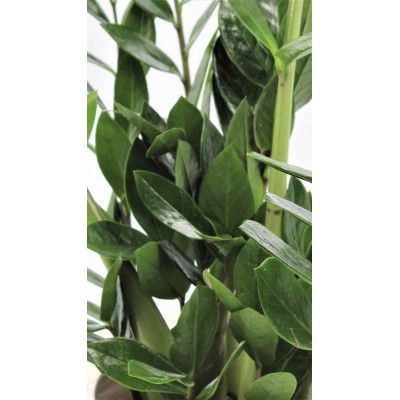 Zamioculcas Lima Vaso 10,5 cm | Il Punto Verde Shop
