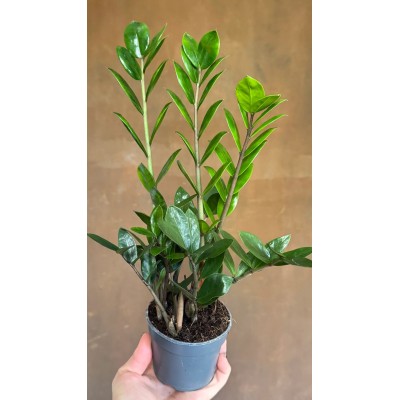 Zamioculcas Lima Vaso 10,5 cm | Il Punto Verde Shop