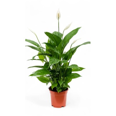 Spathiphyllum Vivaldi Vaso 17 cm | Il Punto Verde Shop