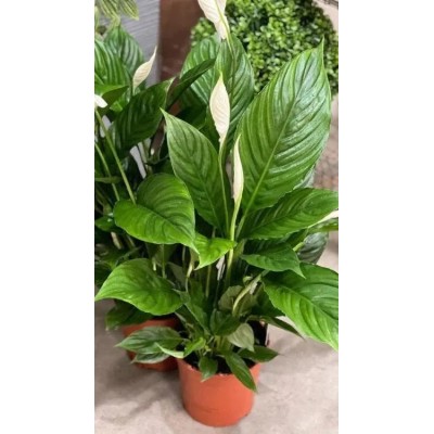 Spathiphyllum Vivaldi Vaso 17 cm | Il Punto Verde Shop