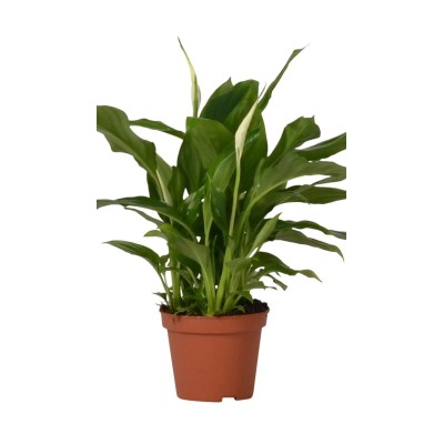Spathiphyllum Chopin Vaso 9 cm | Il Punto Verde Shop