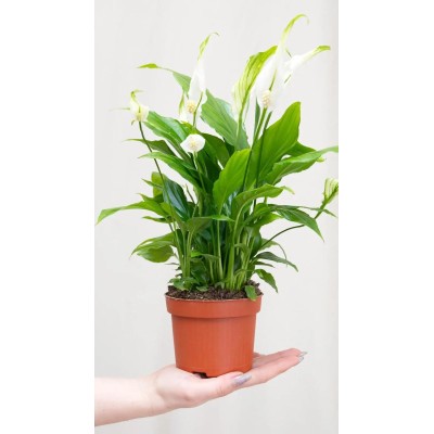 Spathiphyllum Chopin Vaso 9 cm | Il Punto Verde Shop