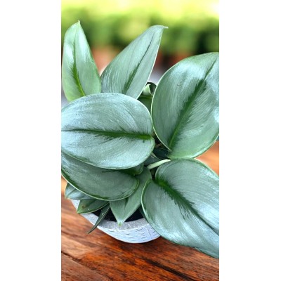 Scindapsus treubii Moonlight Vaso 14 cm | Il Punto Verde
