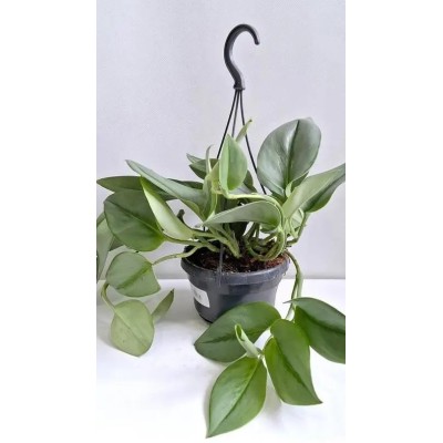 Scindapsus treubii Moonlight Vaso 14 cm | Il Punto Verde