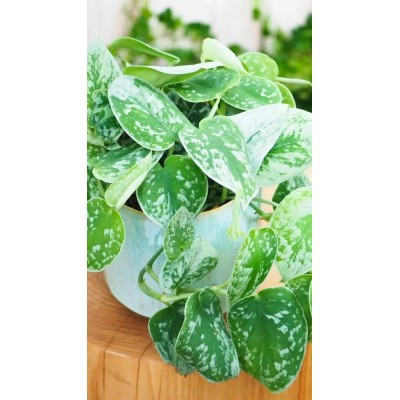 Scindapsus pictus Silvery Ann Vaso 14 cm | Il Punto Verde