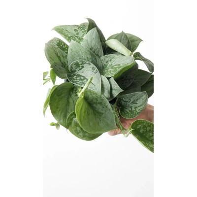 Scindapsus pictus Silvery Ann Vaso 14 cm | Il Punto Verde