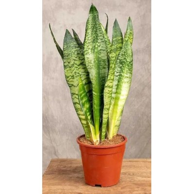Sansevieria Zeylanica Vaso 12 cm | Il Punto Verde Shop