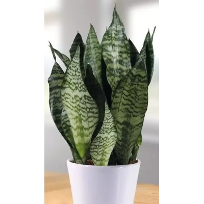Sansevieria Zeylanica Vaso 12 cm | Il Punto Verde Shop