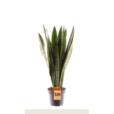 Sansevieria Zeylanica Vaso 12 cm | Il Punto Verde Shop