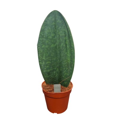 Sansevieria trifasciata Other Whale Fin Vaso 14 cm | Il Punto Verde
