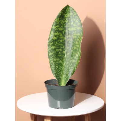 Sansevieria trifasciata Other Whale Fin Vaso 14 cm | Il Punto Verde