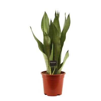 Sansevieria Moonshine Vaso 17 cm | Il Punto Verde Shop