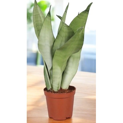 Sansevieria Moonshine Vaso 17 cm | Il Punto Verde Shop