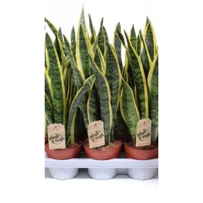 Sansevieria Laurentii Vaso 14 cm | Pianta da Interno