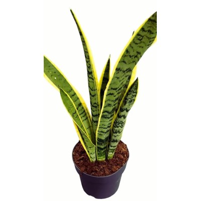 Sansevieria Laurentii Vaso 14 cm | Pianta da Interno