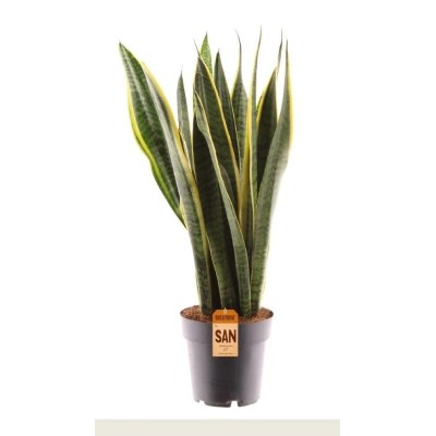 Sansevieria Laurentii Vaso 17 cm H 70 cm | Pianta da Interno