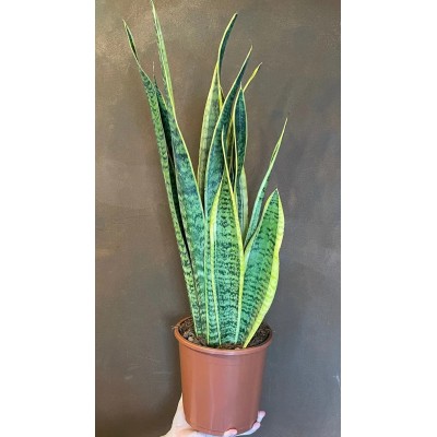 Sansevieria Laurentii Vaso 17 cm H 70 cm | Pianta da Interno