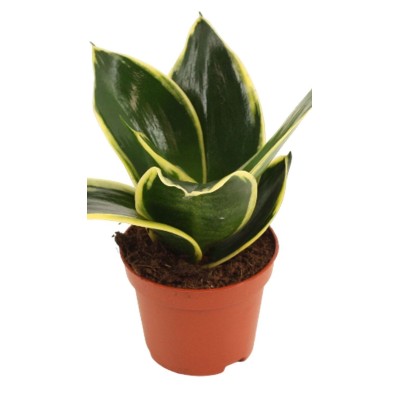 Sansevieria Hahnii Jade Pagoda Vaso 6 cm | Mini Pianta
