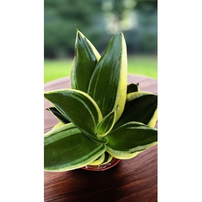 Sansevieria Hahnii Jade Pagoda Vaso 6 cm | Mini Pianta